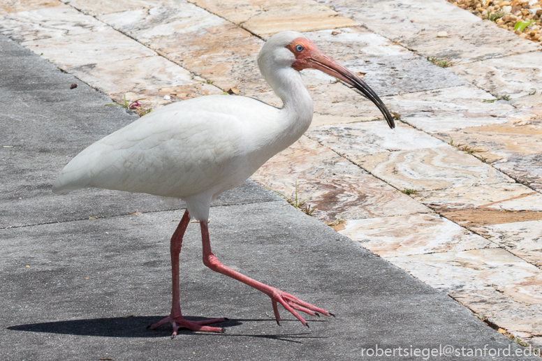 ibis